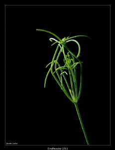 Freshwater plant by Beate Seiler 